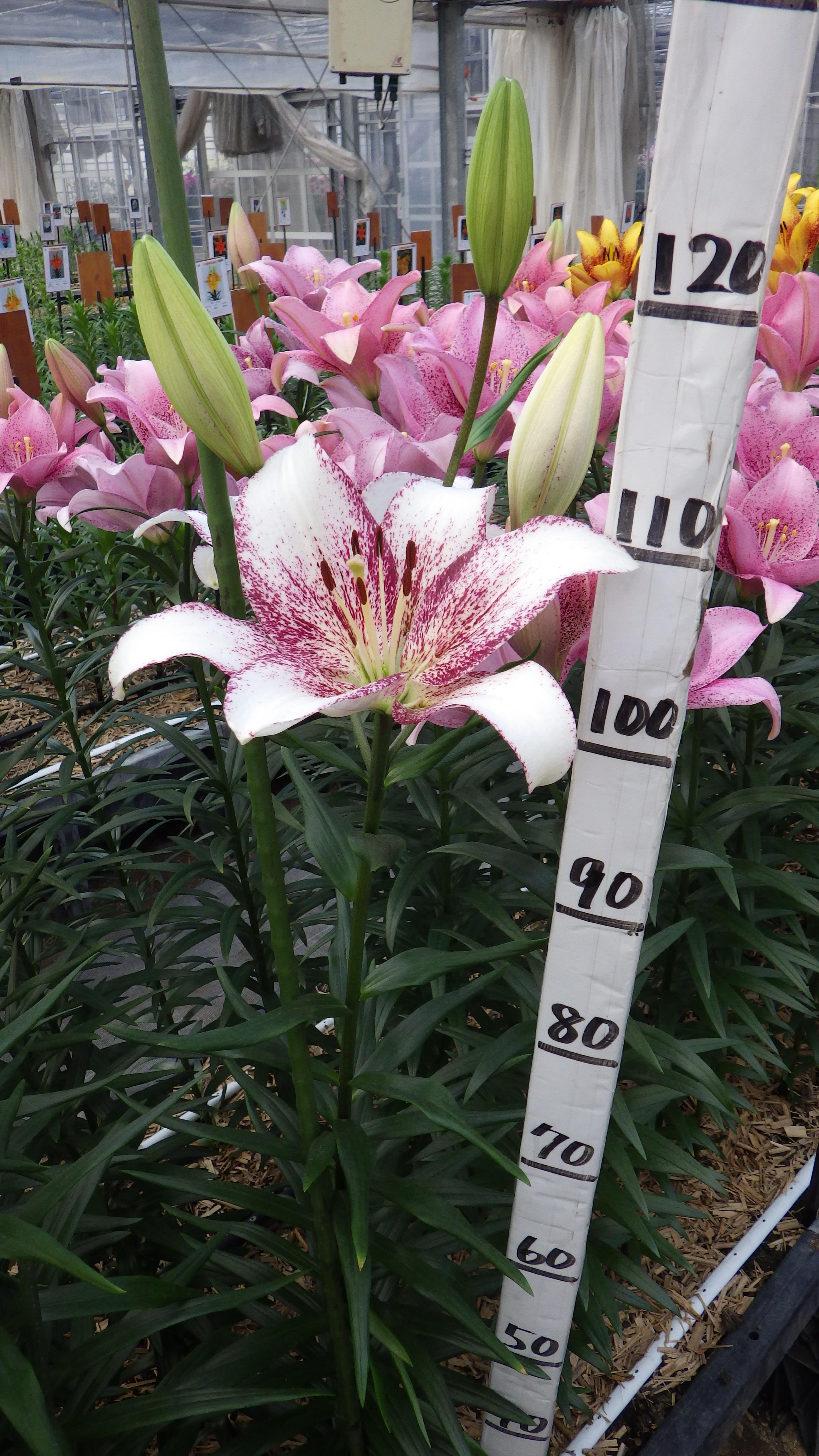 スイートザニカ